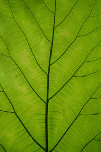 Green leaf nature vintage background select a specific focus	