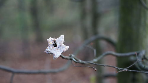 Close-up of snow on plant