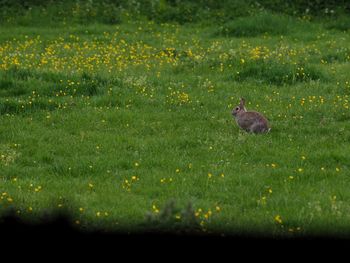 Duck in a field