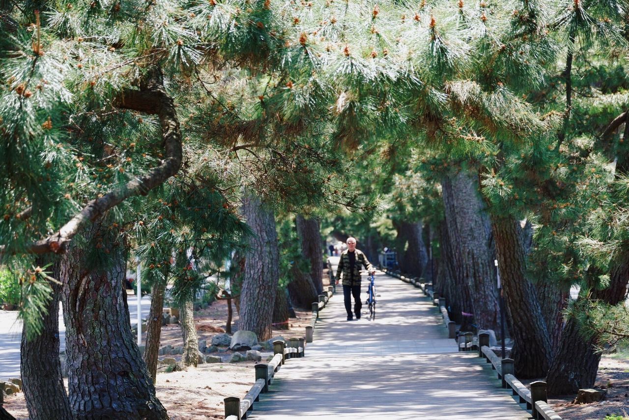 tree, plant, direction, the way forward, real people, growth, nature, rear view, day, full length, footpath, walking, women, lifestyles, men, people, sunlight, outdoors, tree trunk, two people, treelined, diminishing perspective