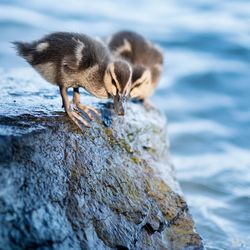 Close-up of bird by water