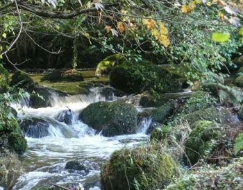 View of waterfall in forest