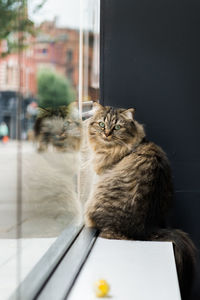 Cat looking through window