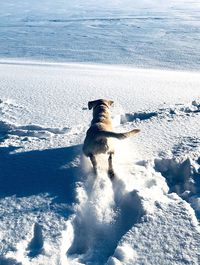 High angle view of dog on snow