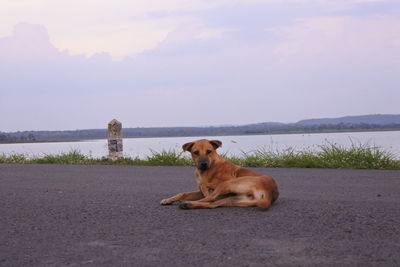 Dog sitting on a water