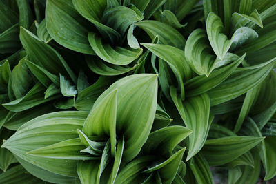 Full frame shot of green leaves