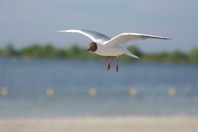 Seagull flying over sea