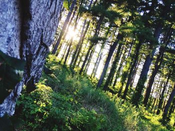 Sun shining through trees