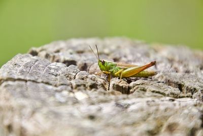 Close-up of insect on rock