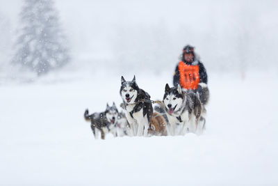 Sled dogs race competition. siberian husky dogs in harness.