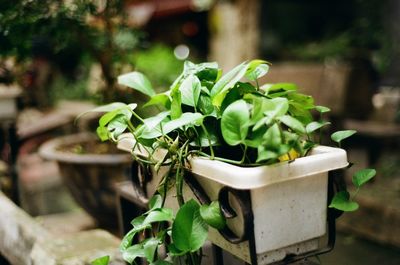 Close-up of potted plant