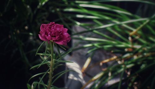 Close-up of pink flowering plant