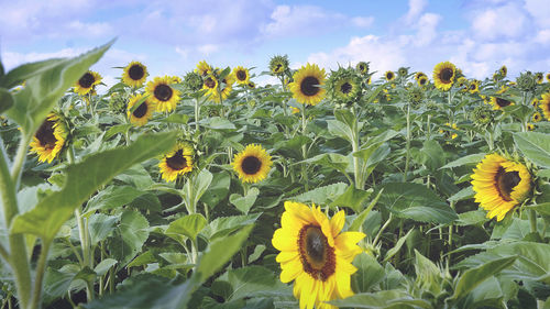 Close-up of yellow flowering plant on field