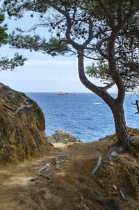 Trees growing on rocky shore by sea against sky