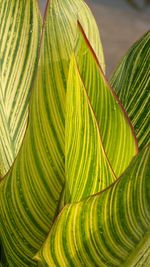 Close-up of palm leaves