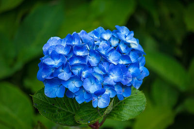 Close-up of purple hydrangea blue flower