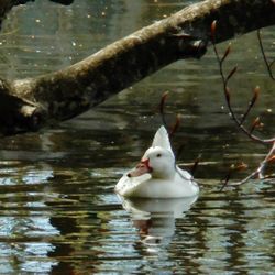 Duck swimming in lake