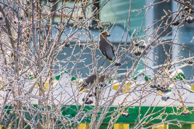 Bird perching on tree