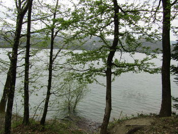 Scenic view of forest