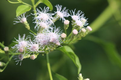 Close-up of flowering plant