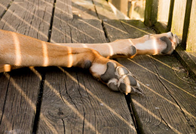 Colour close up of a brown dog's front legs on wooden decking, with sun casting stripes on his legs