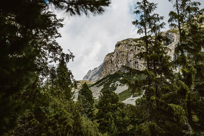 Low angle view of trees and rocks against sky