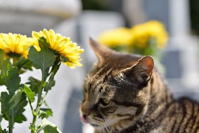 Close-up of brown cat by yellow flowers