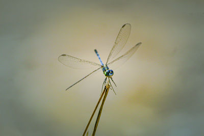 Close-up of dragonfly on plant