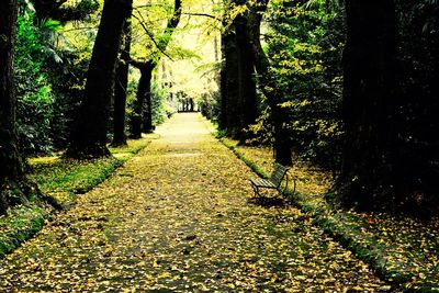 Trees in forest during autumn