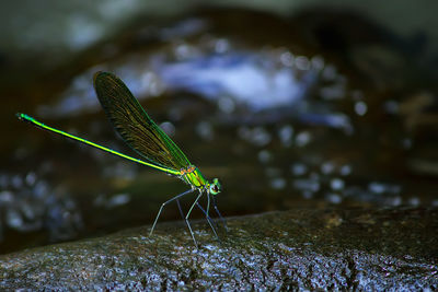 Close-up of grasshopper on rock