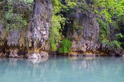 Scenic view of lake by trees in forest