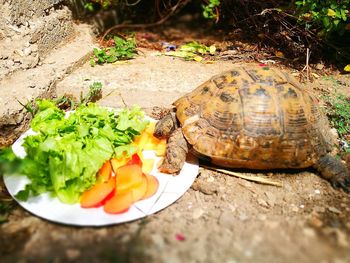 Close up view of a tortoise