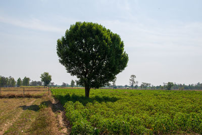 Tree on field against sky