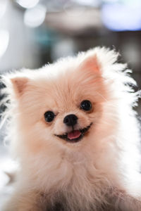 Close-up portrait of a dog