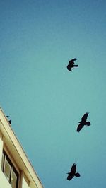 Low angle view of birds flying against blue sky