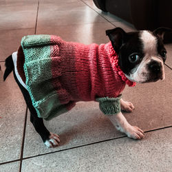 High angle portrait of dog on floor at home