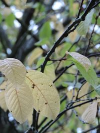 Close-up of leaves on branch