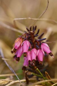 Close-up of pink flower