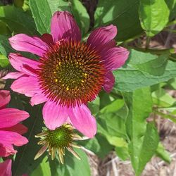 Close-up of flower blooming outdoors