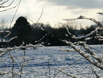 Bare trees against cloudy sky