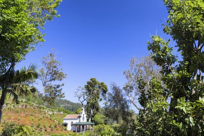 Trees against blue sky