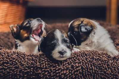 Three sweet papillon puppys in a brown basket