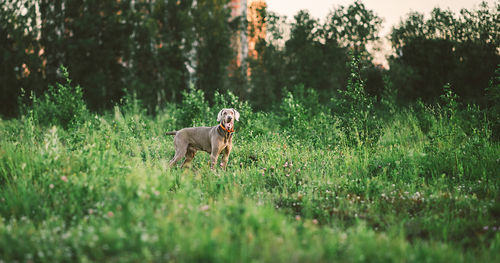 Dog in a field