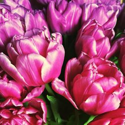 Close-up of pink flower
