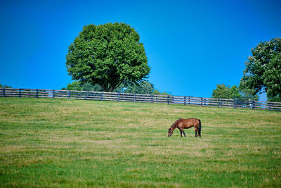 Horse grazing on field