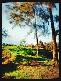 Scenic view of grassy field against sky