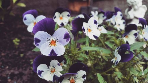 Close-up of purple crocus blooming outdoors