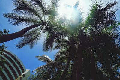 Low angle view of palm trees against sky