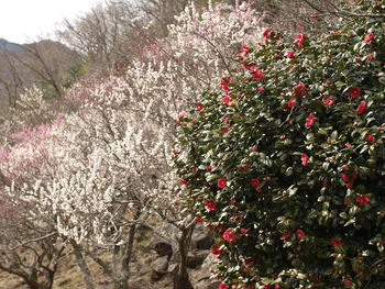 Close-up of fresh red flowers on tree