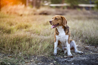 Dog looking away on field